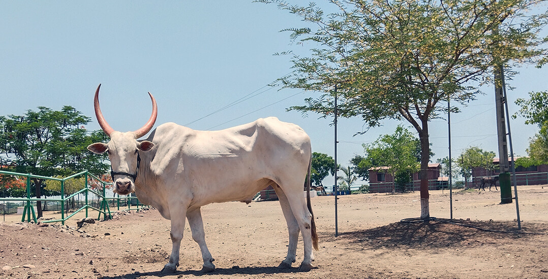 This image shows Haushya, a large white bullock, standing in the sanctuary yard, looking at the camera.