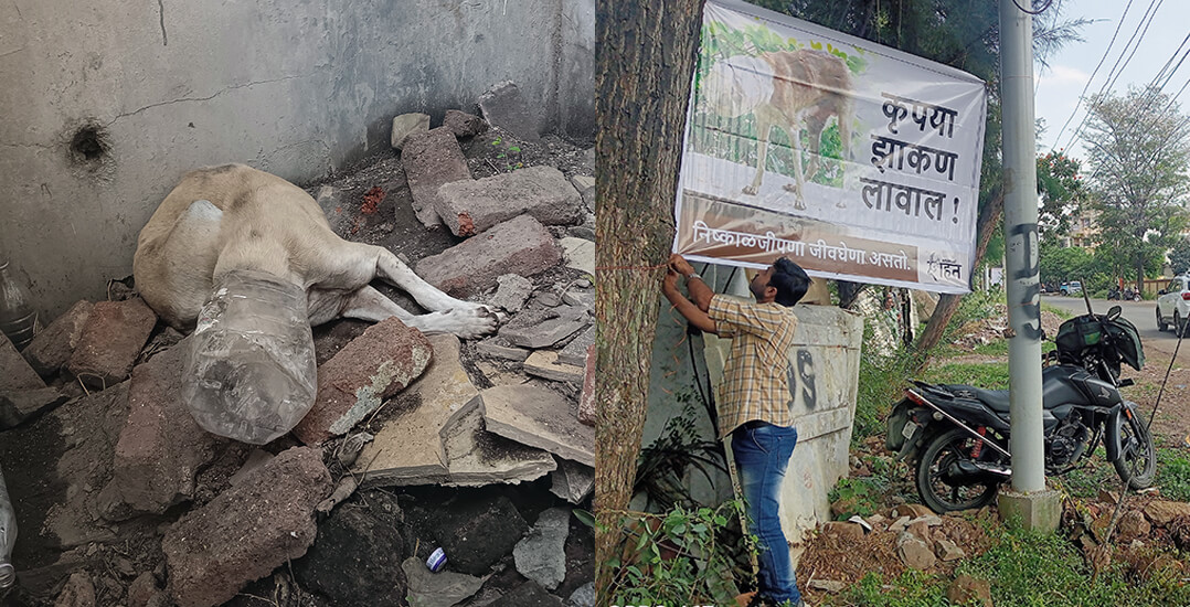 The image on the left shows the dog lying on a pile of broken concrete with a plastic container covering his head, and the image on the right shows Animal Rahat hanging up banners in Maharashtra.