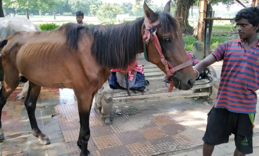 Kolkata’s Weary Horses Trade Reins for Grains and Green Pastures