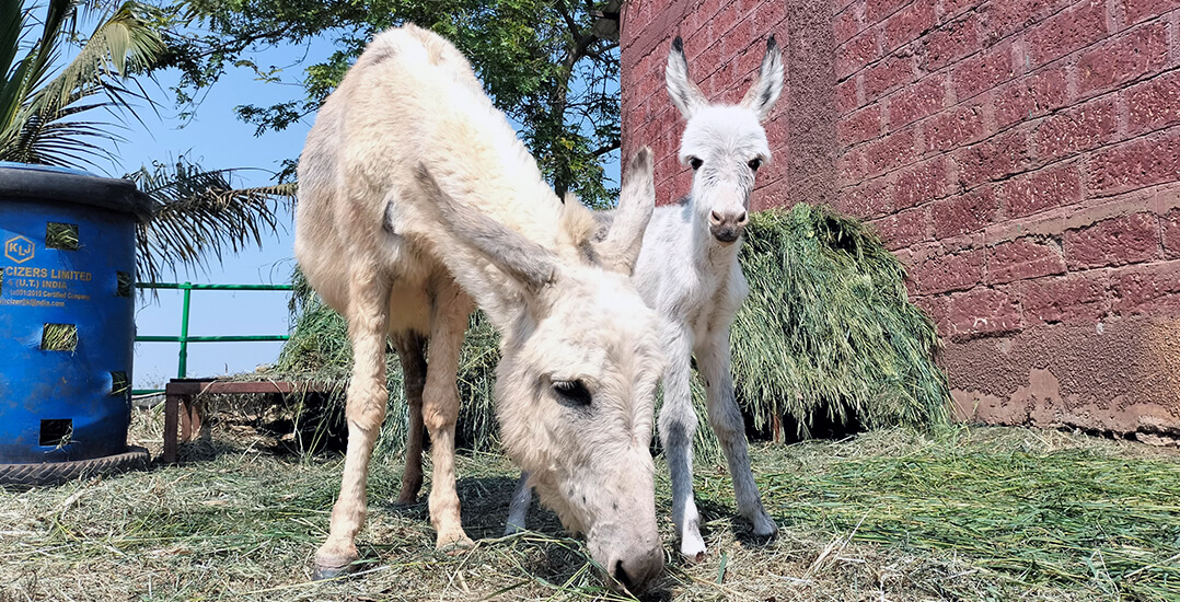 Donkey Neha grazes on fresh hay while her foal, J, peers over her head at the camera.