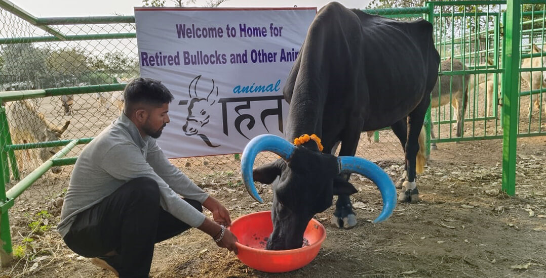 This image shows Shyam eating from a bowl held by an Animal Rahat staff member.