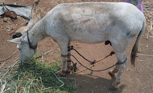 Bound by All Four Legs: Animal Rahat Cut This Shuffling Donkey Free!