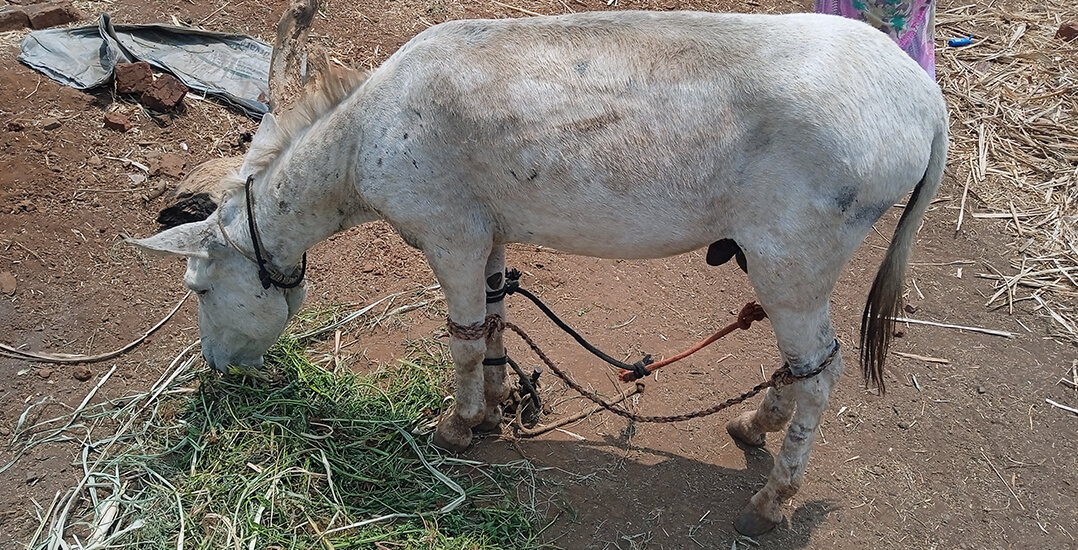 This image shows a donkey at a brick kiln whose front and back legs are hobbled together.