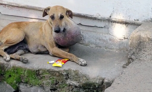 Catch This! It Was High Time to Sideline This Sweet Village Dog’s Soccer Ball–Sized Cyst