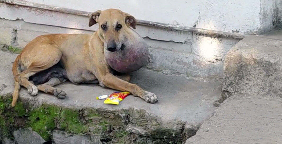 This image shows a village dog with a large cyst on her neck.