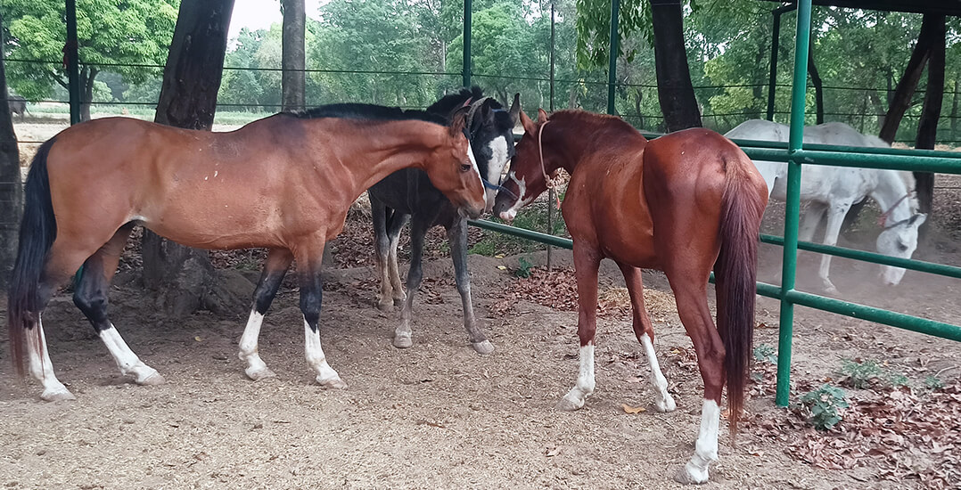 Three rescued horses touch noses with one another at the Animal Rahat Ranapur sanctuary.