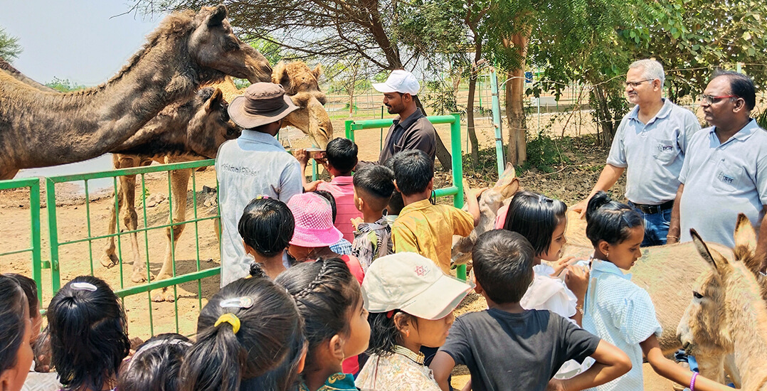 Children visiting the Sangli sanctuary gather to meet rescued camels, and curious donkey residents join the group.