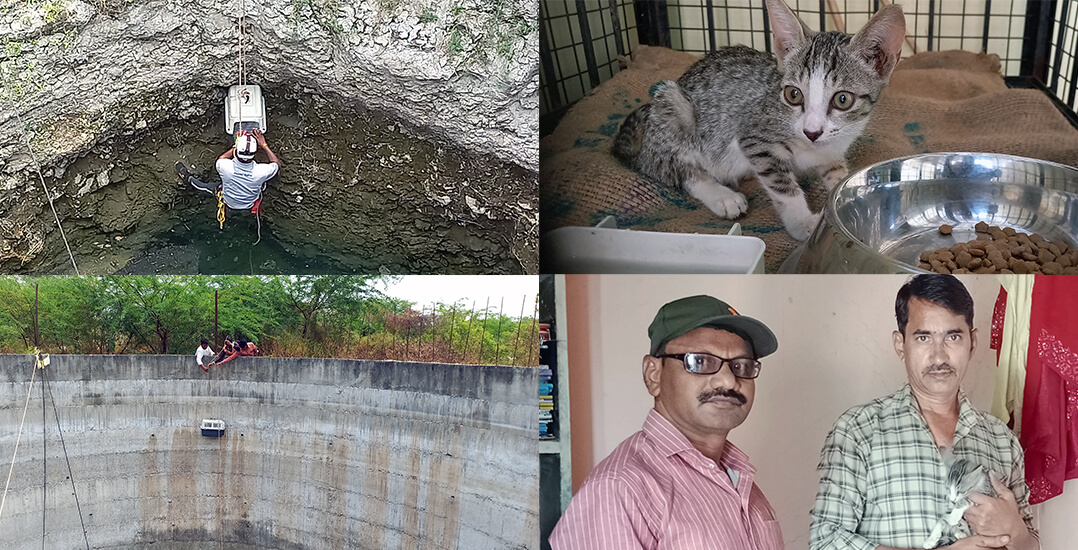 This collage shows images of the team lowering a carrier case into a deep well (bottom left), an Animal Rahat rescuer rappelling up from the well after scooping up the kitten (top left), the kitten recovering beside a bowl of food at an Animal Rahat field office (top right), and the kitten with her new family (bottom right).