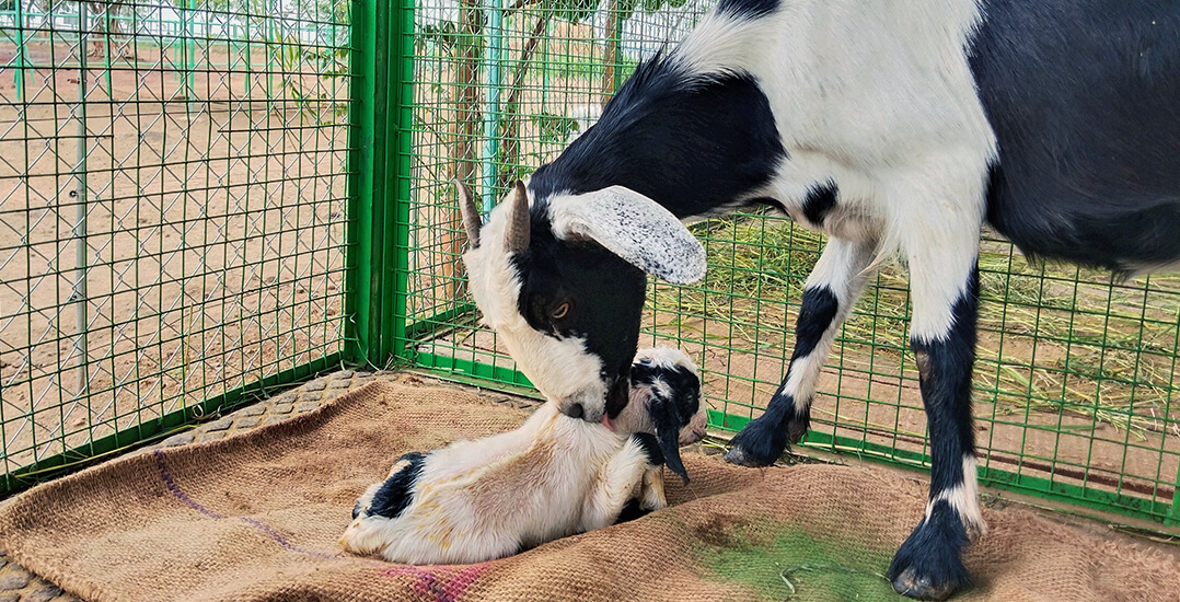 This image shows goat Laxmi grooming baby Arjun shortly after he was born.