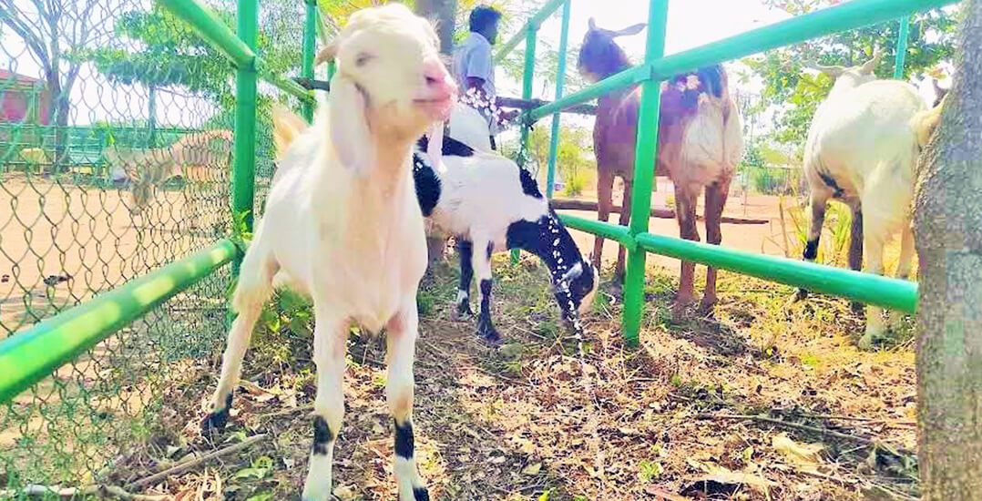 This image shows goat Raj playfully spraying water from his mouth.