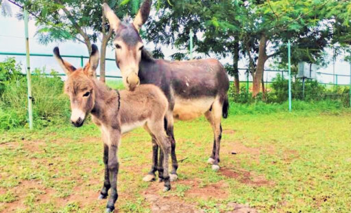 The Excitement at the Sangli Sanctuary Is ‘Fivefoaled’