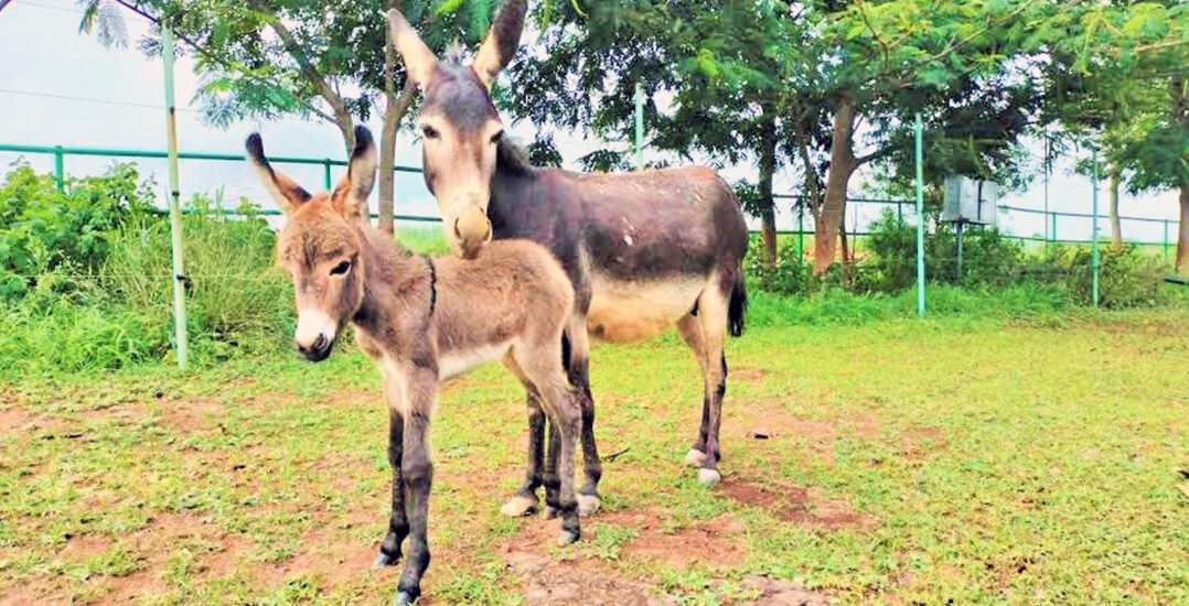 This image shows donkey Madhuri with her new foal Mini at Animal Rahat’s Sangli sanctuary.