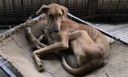 Sweet Pup Goes From the Bottom of a Well to Being Safe and Well