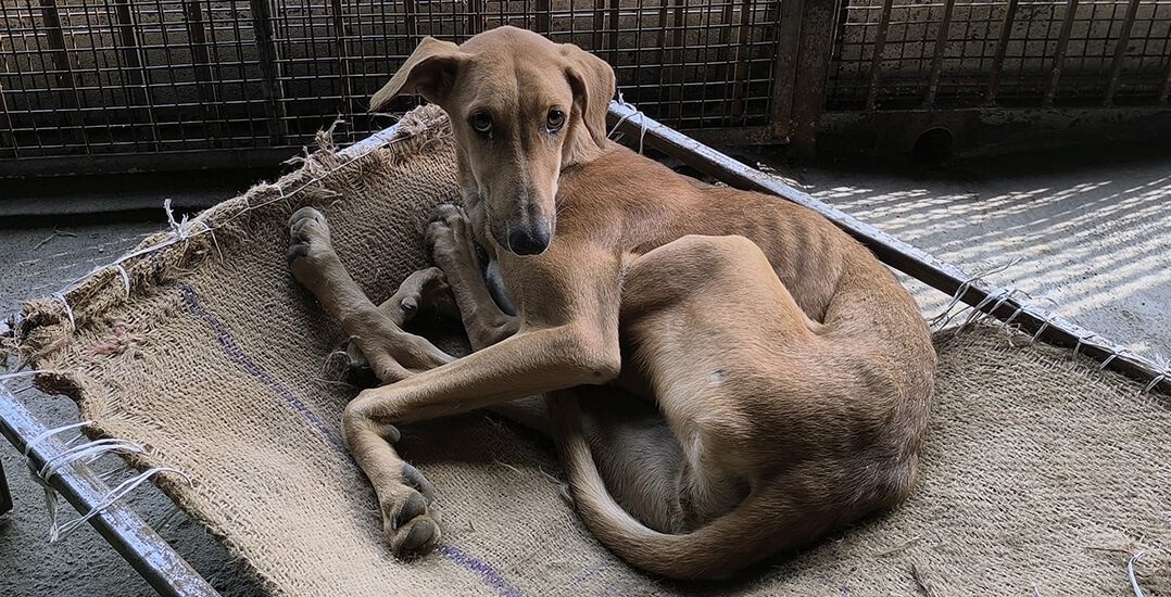 This image shows the rescued dog looking into the camera from his bed at Animal Rahat’s Ranapur sanctuary.