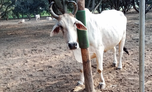 Cherished Bullock Bhola Is in Pain No More