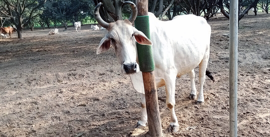 This image shows bullock Bhola at Animal Rahat’s Ranapur sanctuary scratching his shoulder on a scratch post.