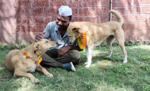 VIDEO: Animal Rahat Celebrates Diwali with Bulls, Horses, Dogs, and Other Rescued Animals