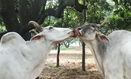 Their Treatment Was as Cold as Ice. Now, These Bullocks Know Only Nice