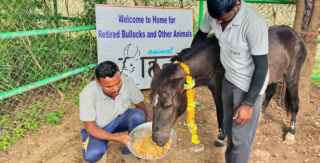 This image shows Mukta being welcomed to an Animal Rahat sanctuary.