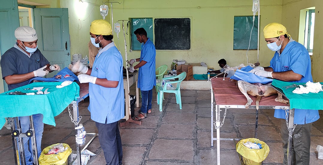 Veterinarians spay and neuter village dogs at a pop-up clinic.