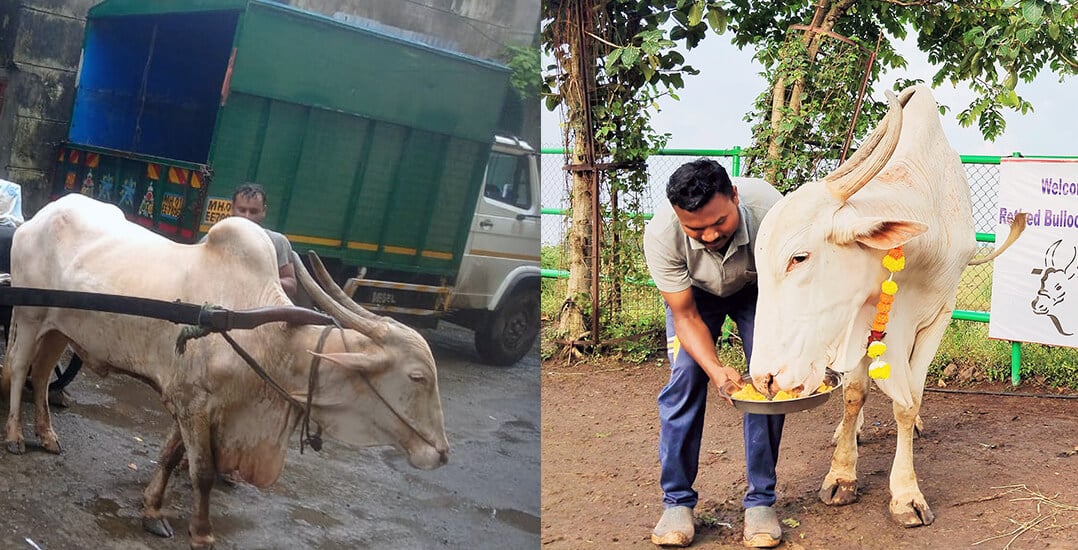 On the left, this image shows Anant, hitched to a heavy cart before his rescue. On the right, this image shows Anant at the sanctuary, with a caretaker welcoming him to the sanctuary with a bowl of sweets.