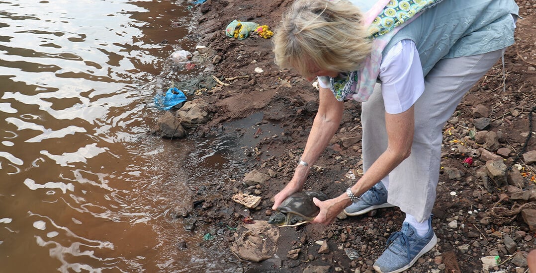 Animal Rahat founder, Ingrid Newkirk, releases the turtle into the river.