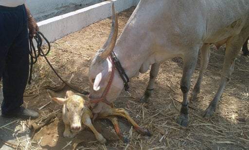 Veterinarians Save a Laboring Mother in the Nick of Time