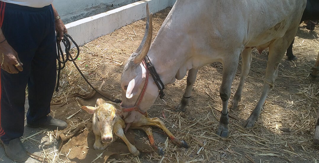 This image shows the cow licking her newborn calf.