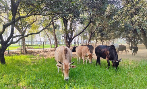 Home Is Where the Hooves Are! Six More Retirees Found Sanctuary at Last