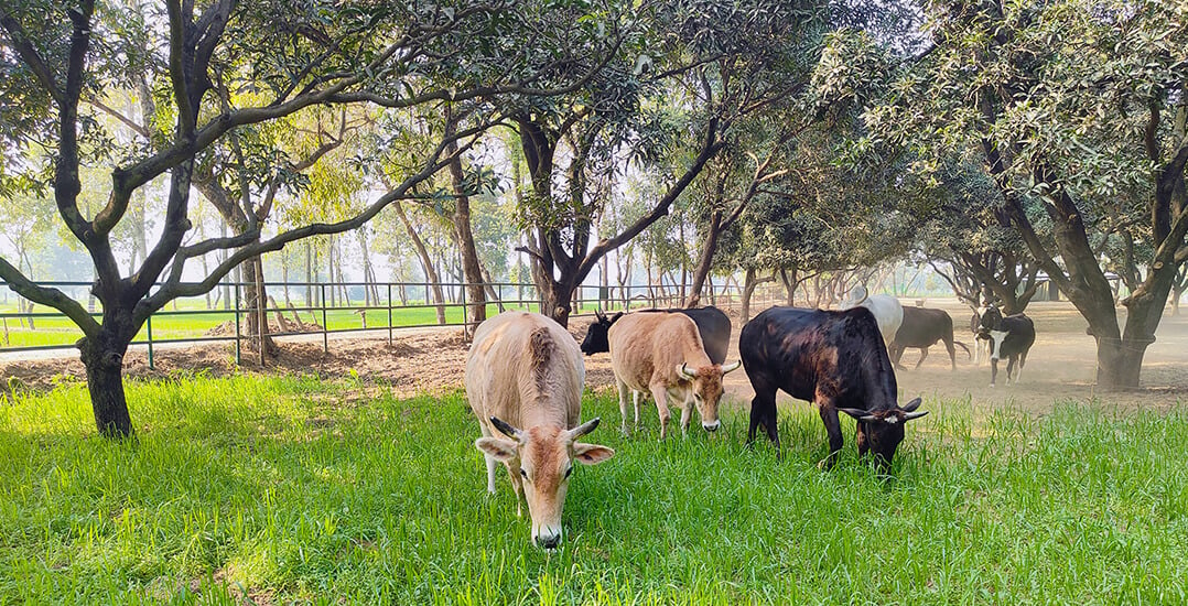 Sweet relief for more bullocks and horses.