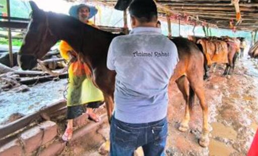 Free Horse Health Camp Brings Rapid Relief