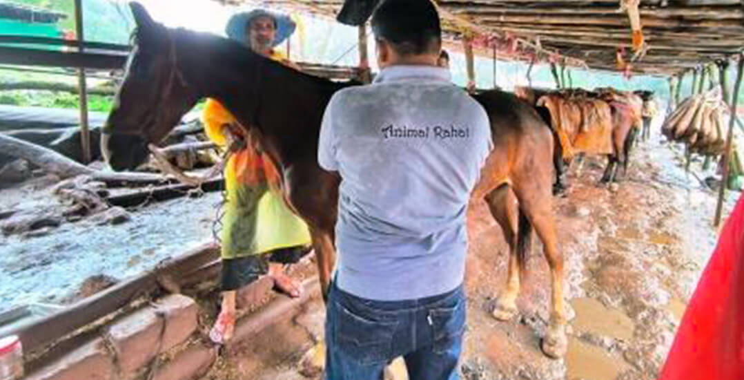 This image shows an Animal Rahat veterinarian treating a horse.