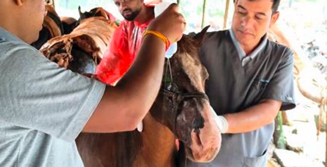 This image shows two Animal Rahat veterinarians helping a horse.